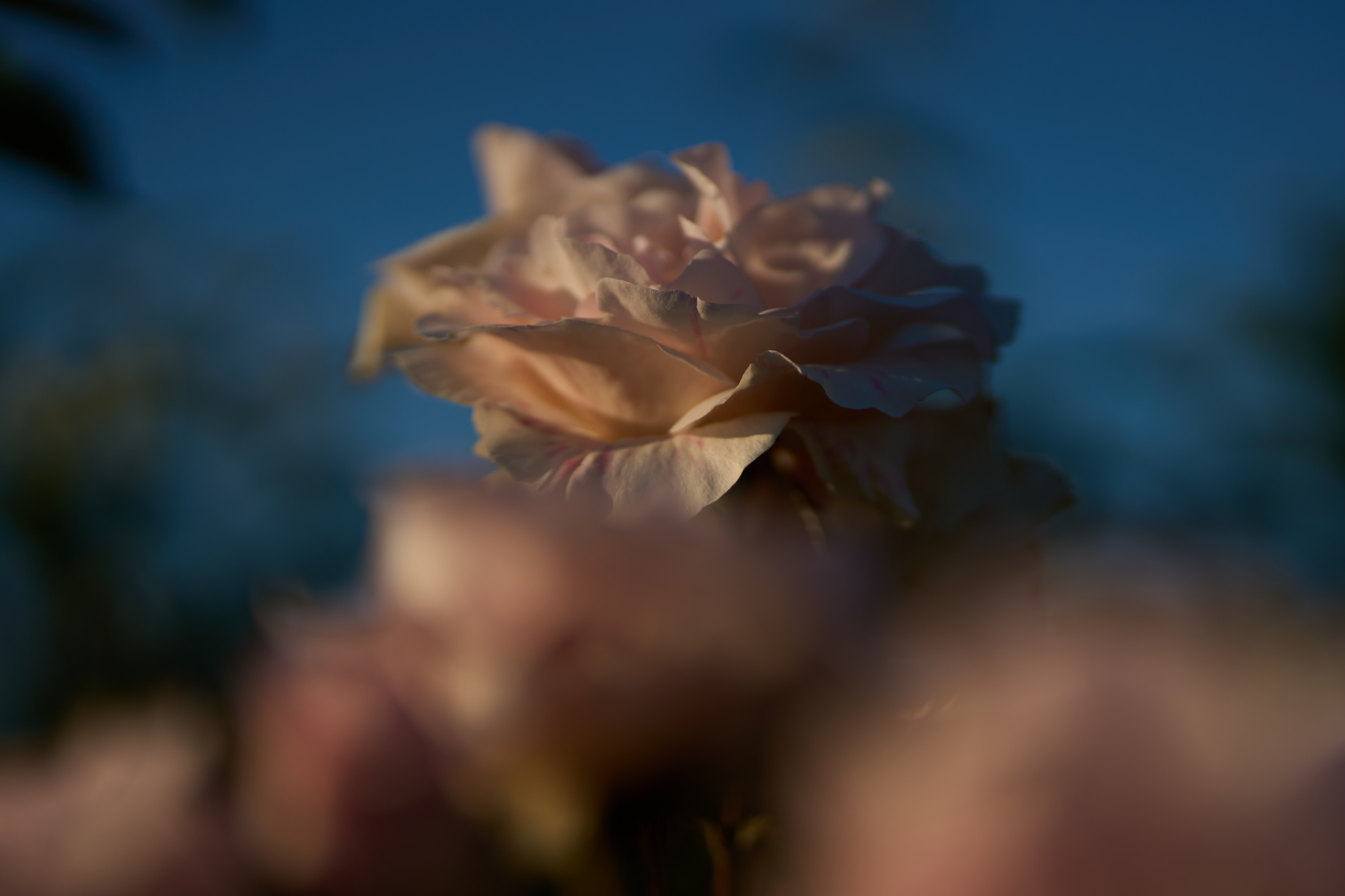 petals of a rose